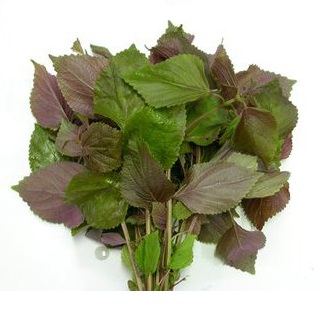 Hạt giống rau tía tô